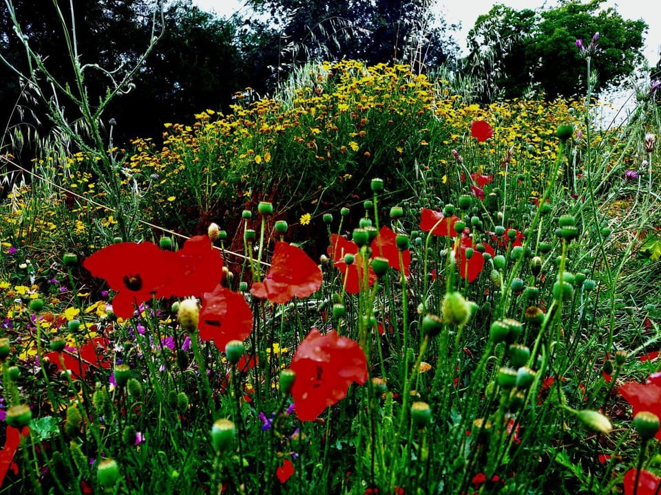 Vila Slavonia Apartment in Vis