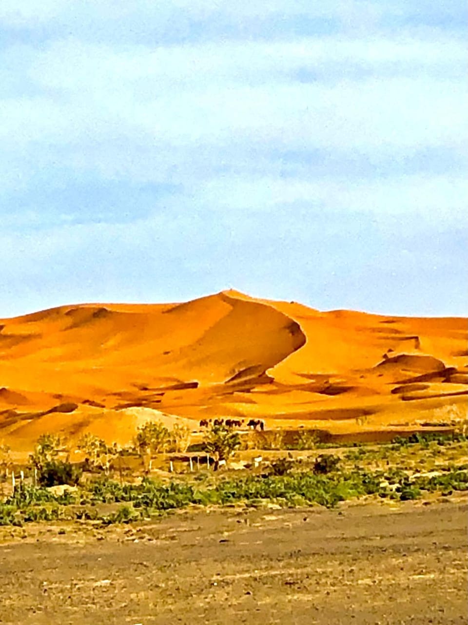 Bivouac la fibule des Dunes Luxury tent in Morocco