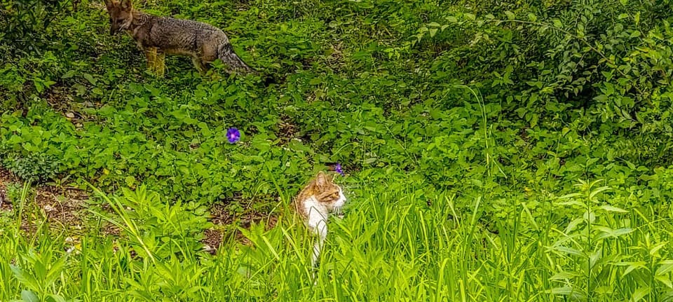 Natural landscape, Animals, Pets