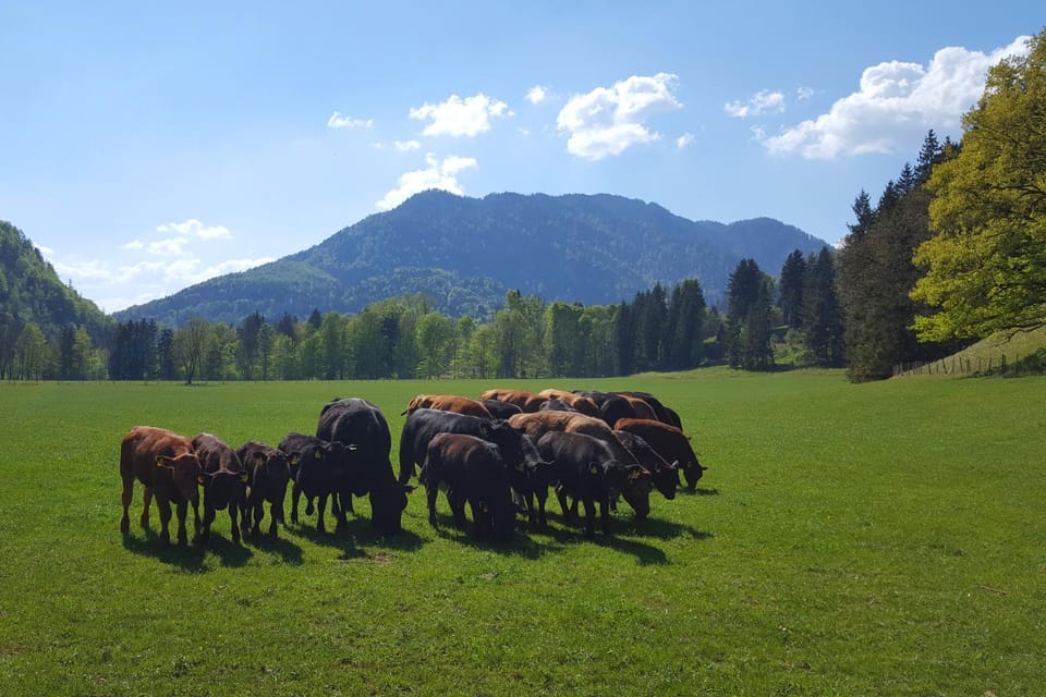 Bleierhof Apartment in Salzburgerland