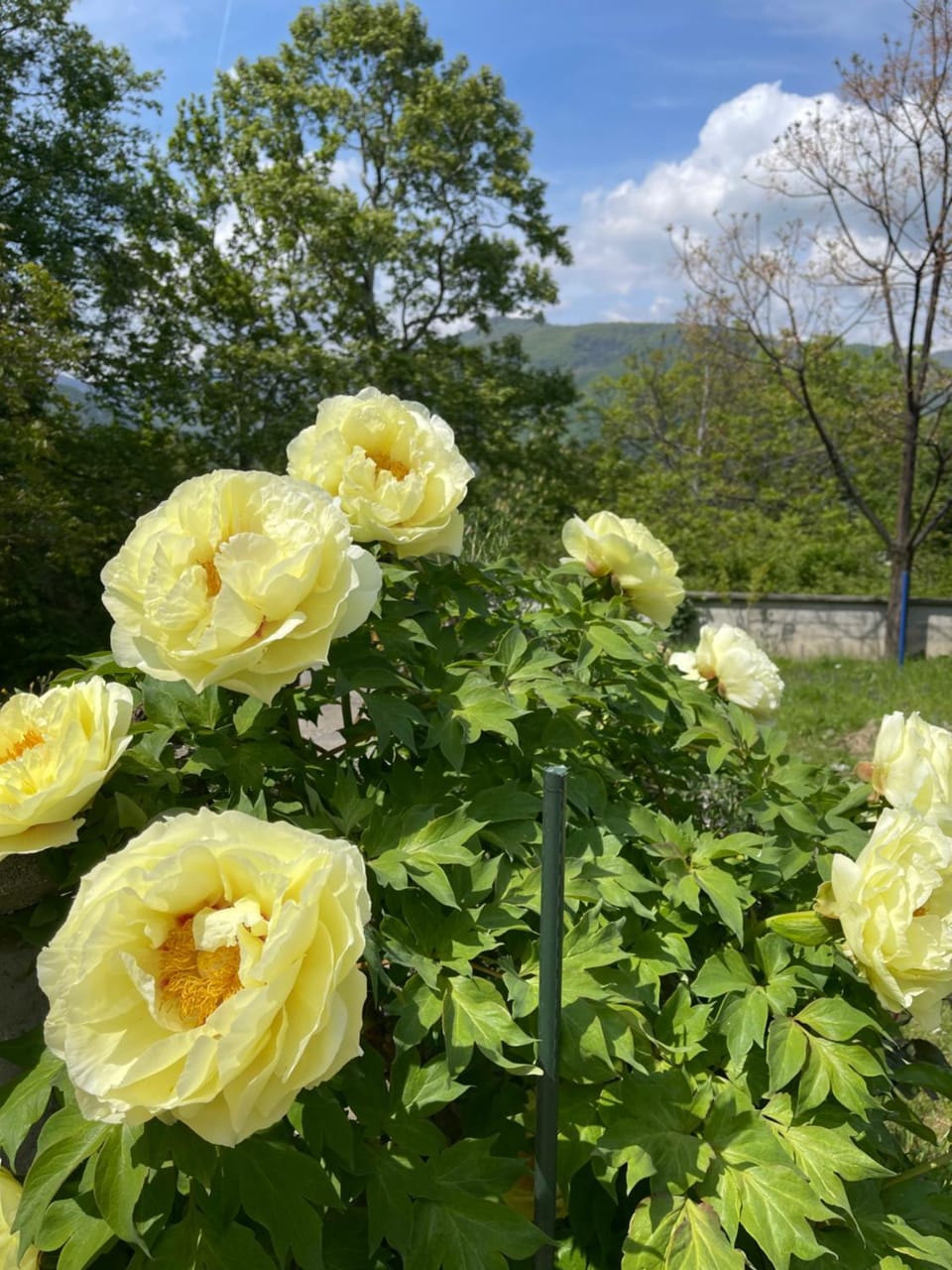 Spring, Day, Natural landscape, Garden, Garden view, Mountain view