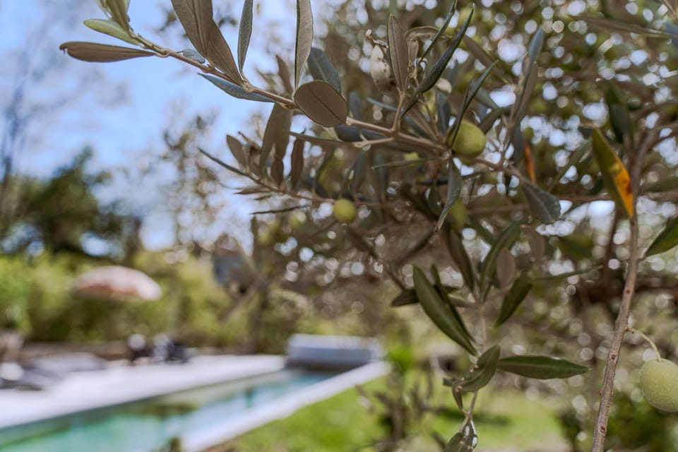 Garden view, Swimming pool