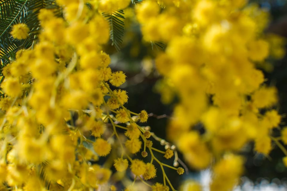 Spring, Garden