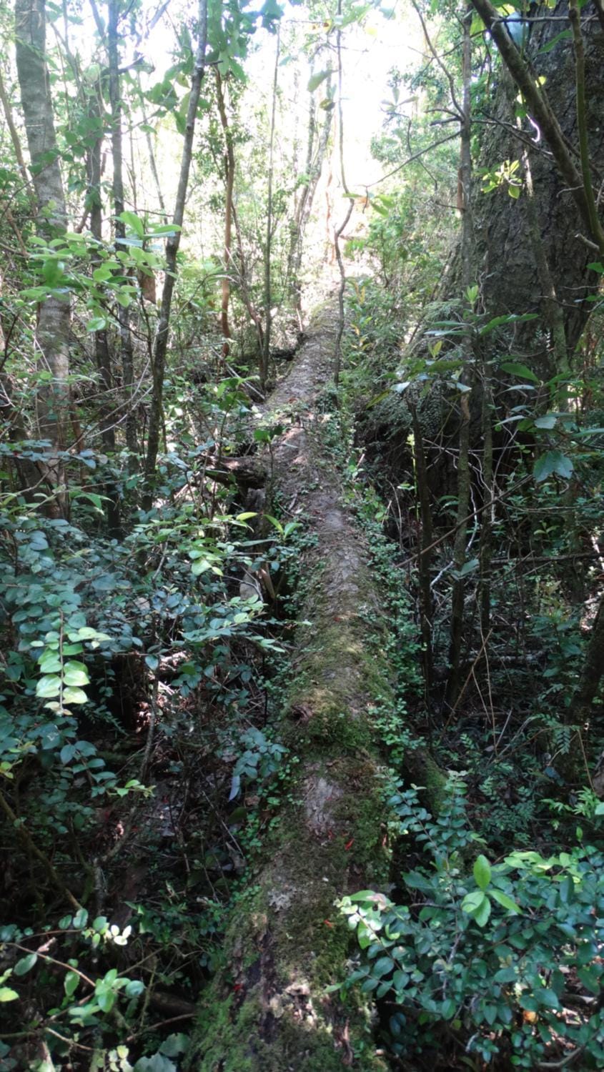 Natural landscape