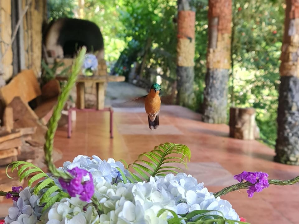 Garden view