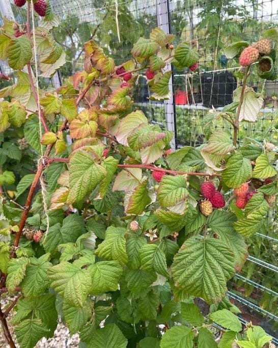 Cosy and modern 1 bedroom garden house - very dog friendly! House in Scotland