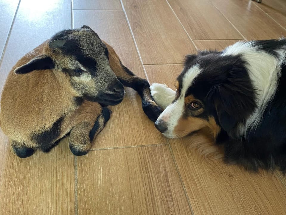 Animals, Pets
