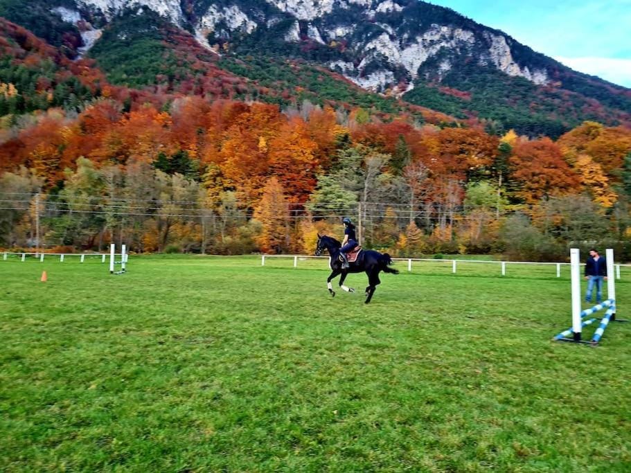 Natural landscape, Horse-riding, Mountain view