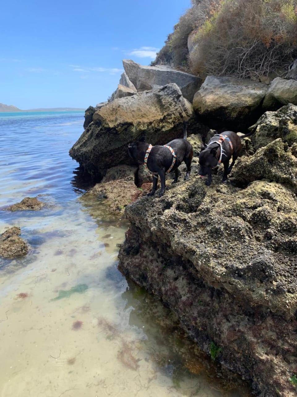 Natural landscape, Beach, Pets