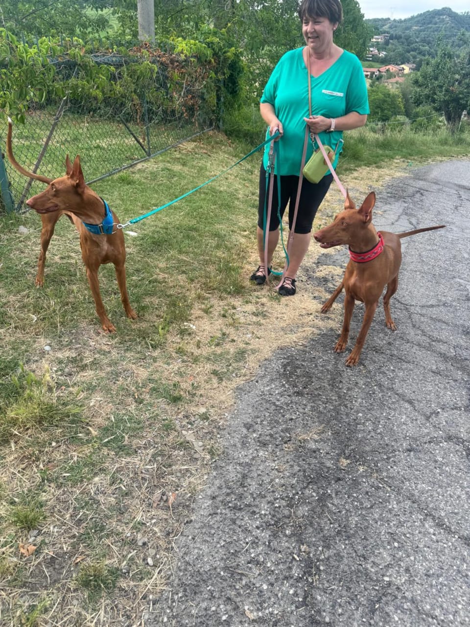 Pets, group of guests