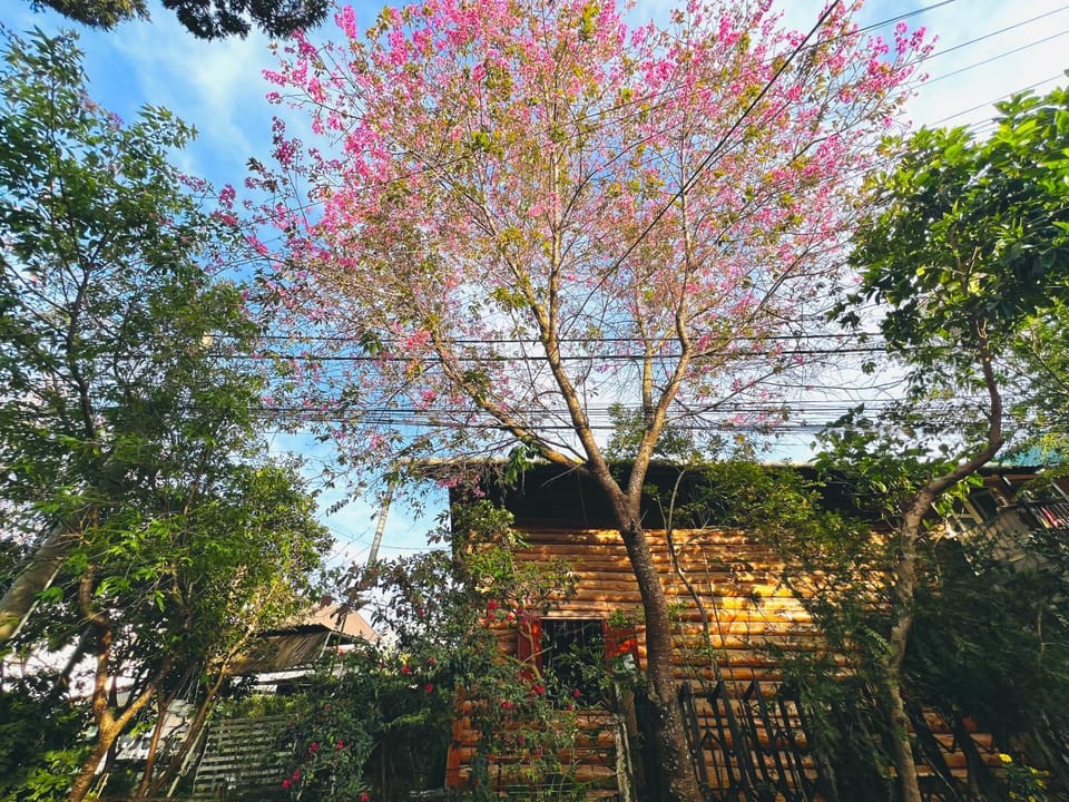 Simplewoods Homestay in Da Lat Chalet in Dalat