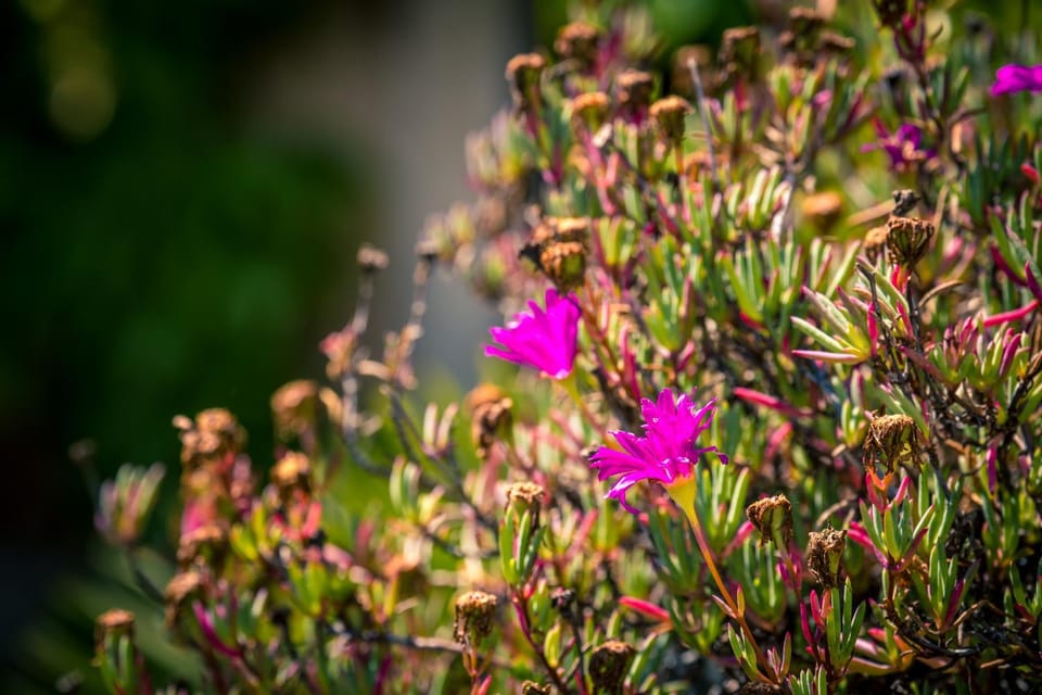 Spring, Garden