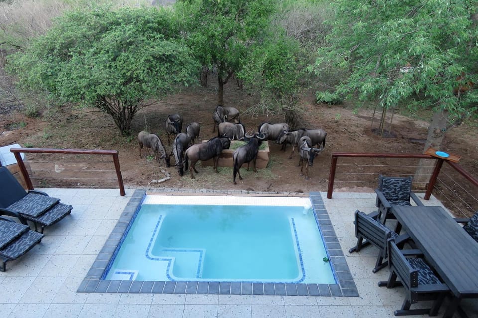 Hippo's Honk at Kruger Villa in South Africa