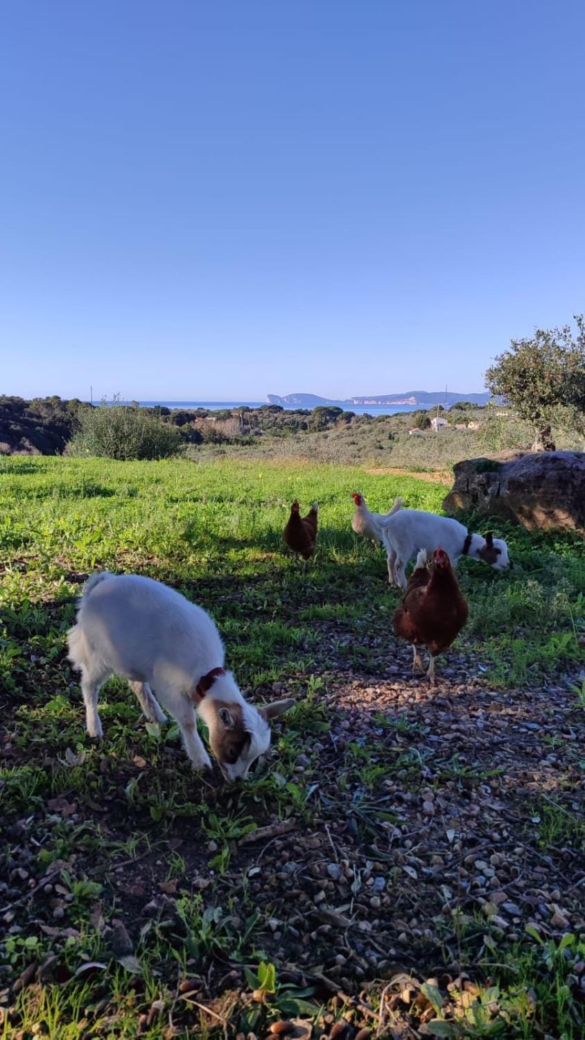 Villa Boeddu, relax tra mare e campagna Villa in Sardinia