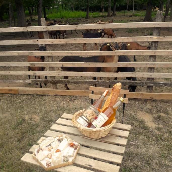 Day, Animals, Meals, Meals