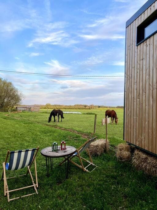 Day, Natural landscape, Animals