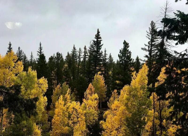 Woodchuck Cabin Cabin in Utah
