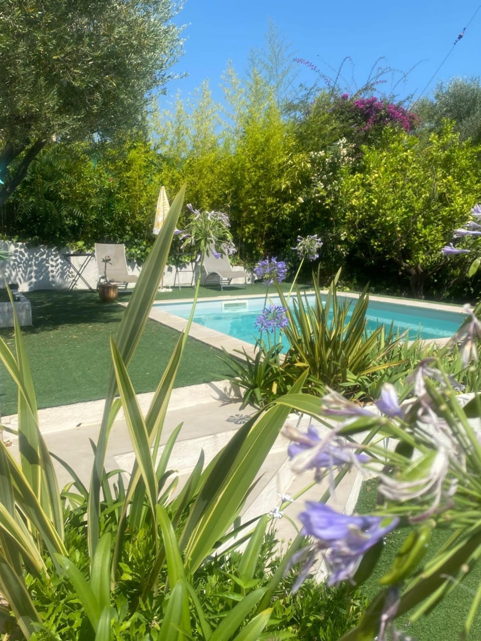 Garden, Pool view, Swimming pool