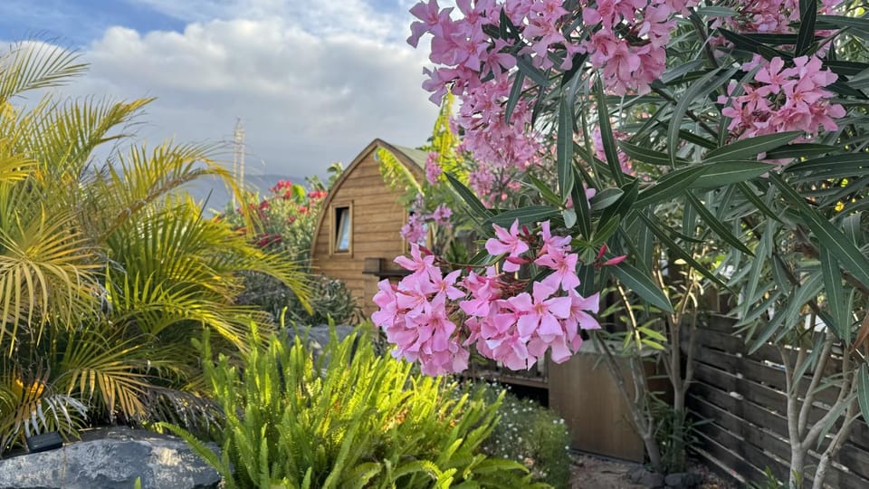 Patio, Garden, Garden view