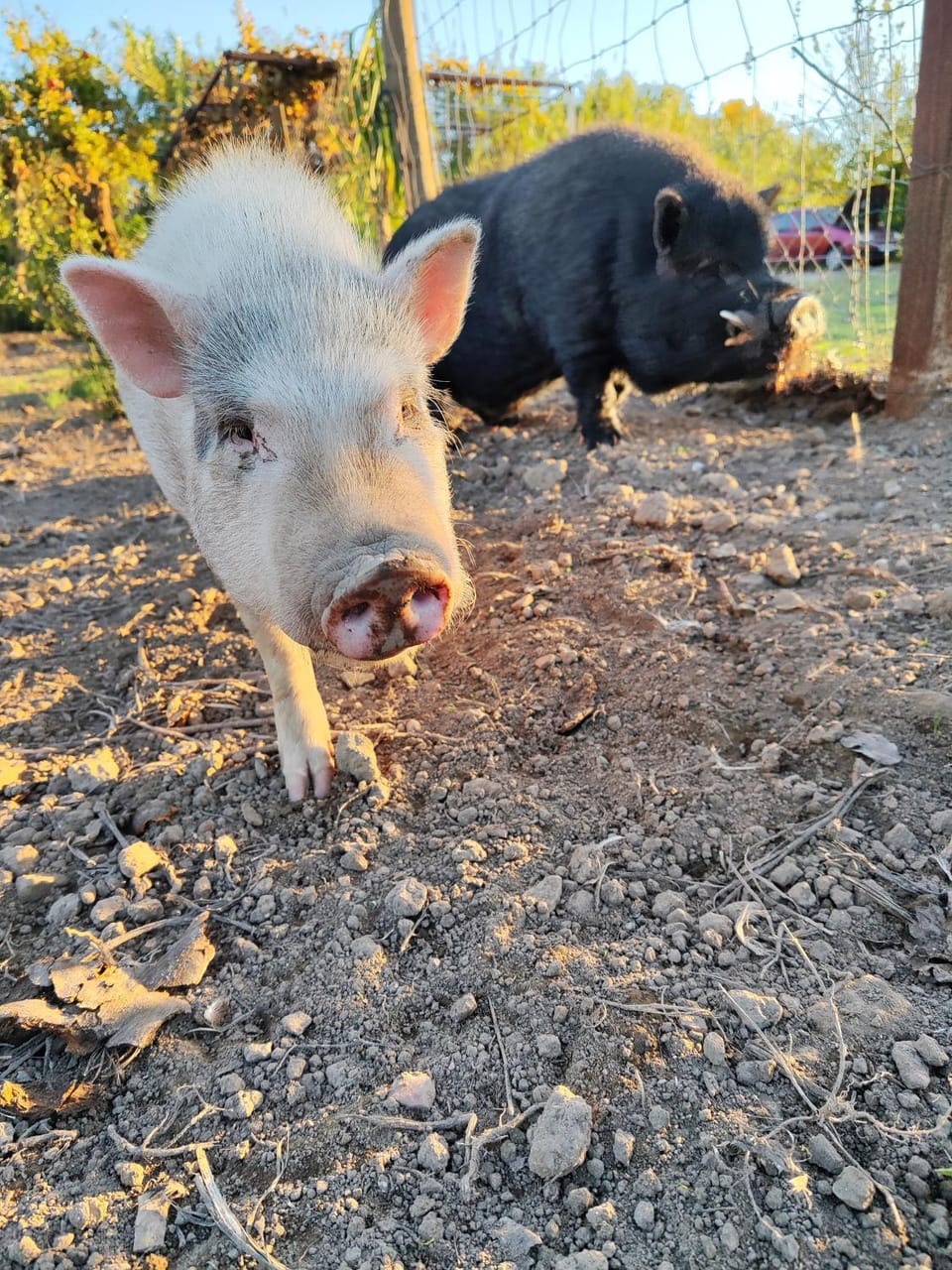 Day, Animals, Pets