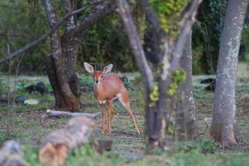 Relaxing Mountain Cottages - Hikes, Boma, Pool Apartment in Gauteng