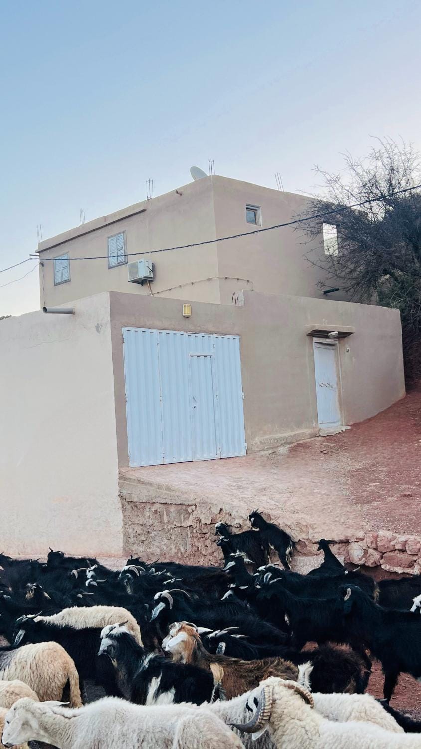 Property building, Day, Animals