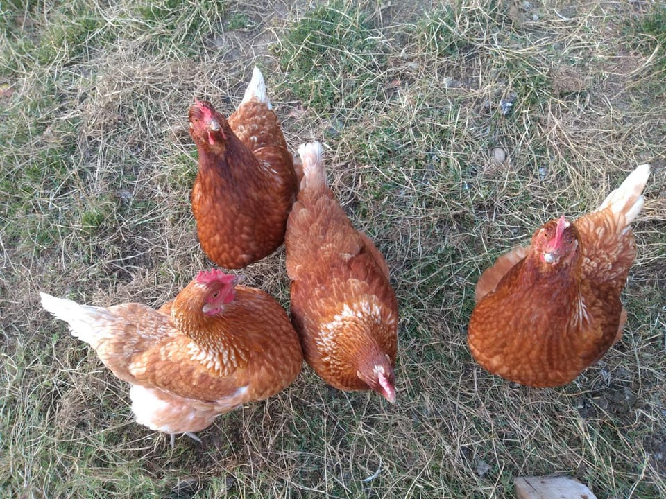 Animals