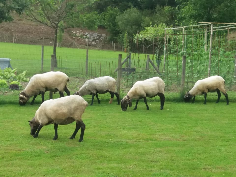 Animals