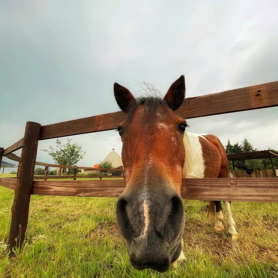 Activities, Animals