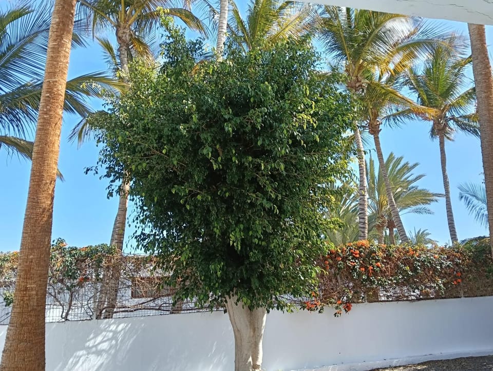 Day, Garden view