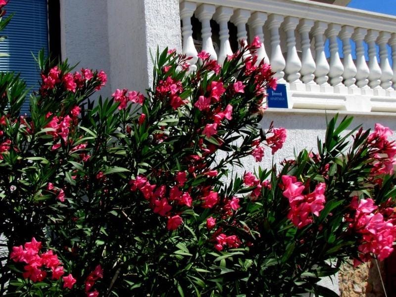 Property building, Garden
