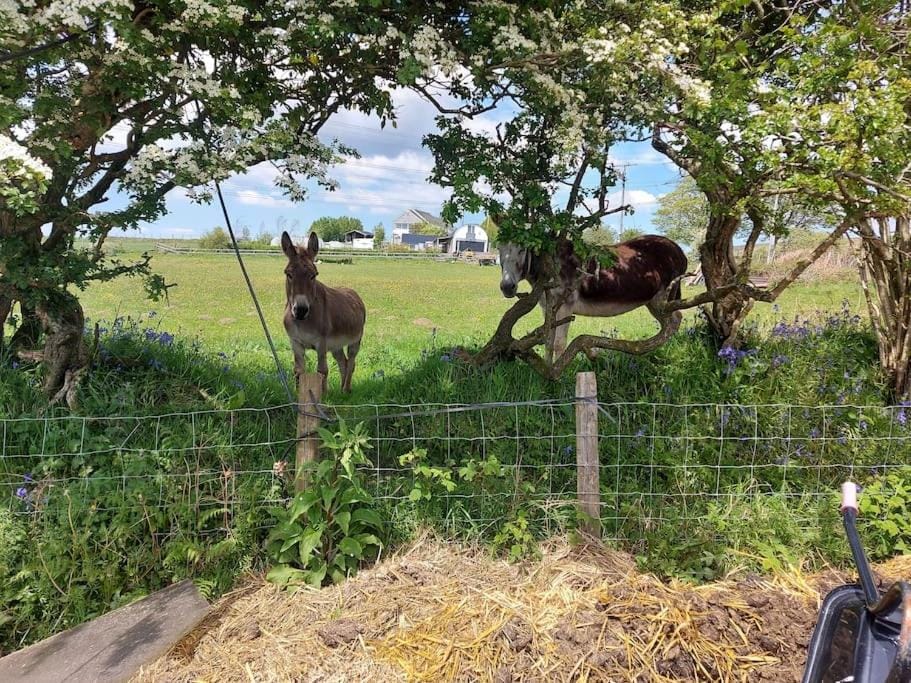 Animals