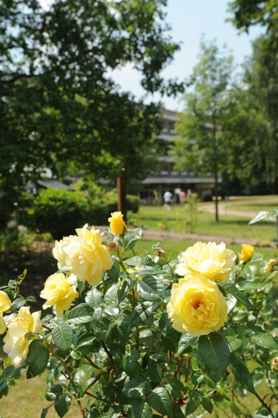 Spring, Natural landscape, Garden