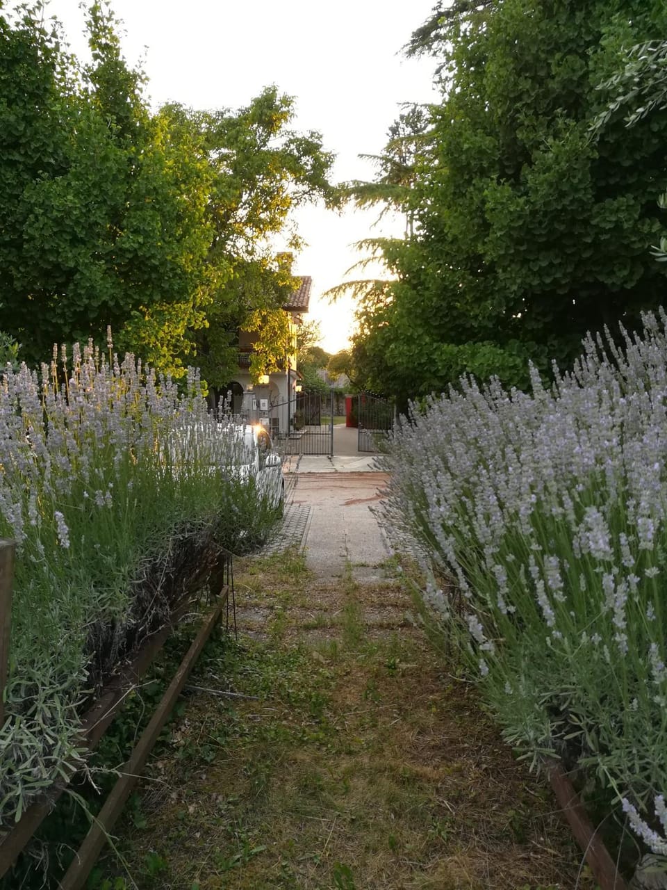 Garden view