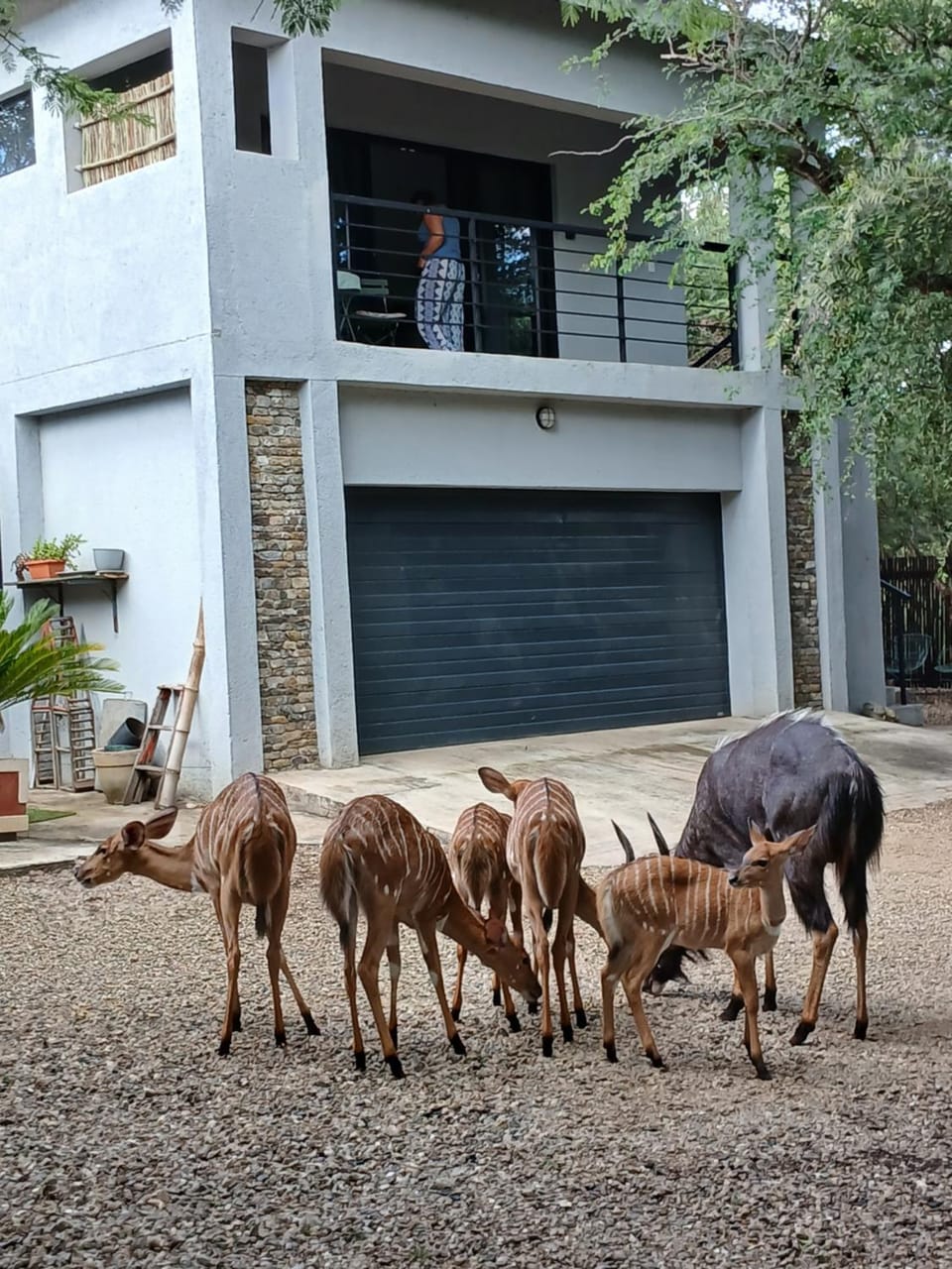 Giraffe Studio @ Kruger Apartment in South Africa
