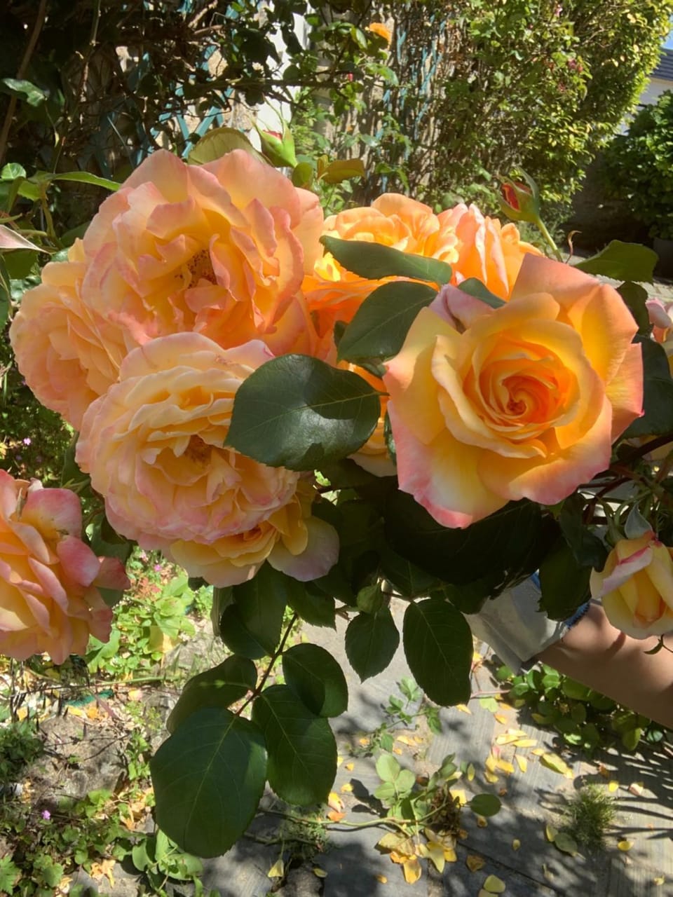 Maison familiale à 10 min du Mont Saint Michel House in Brittany
