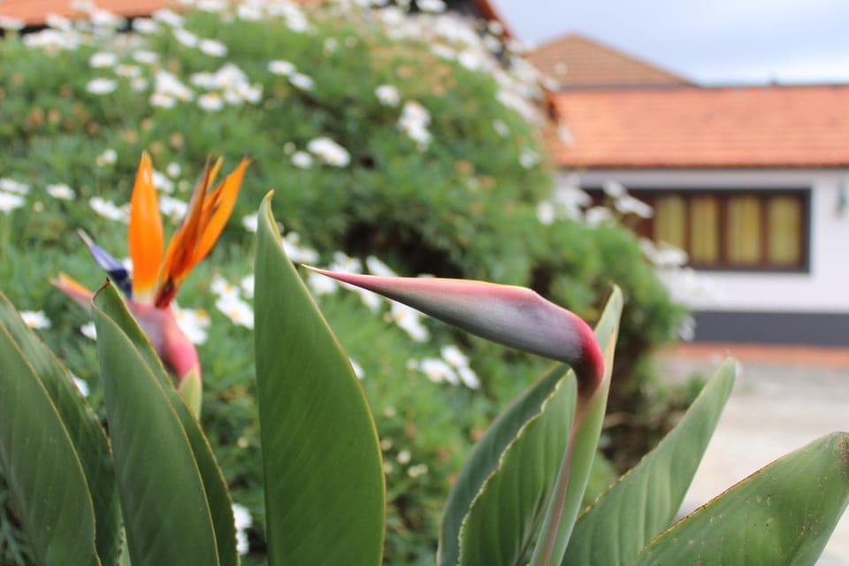 Garden, Garden view