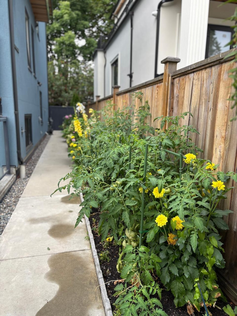 Garden view
