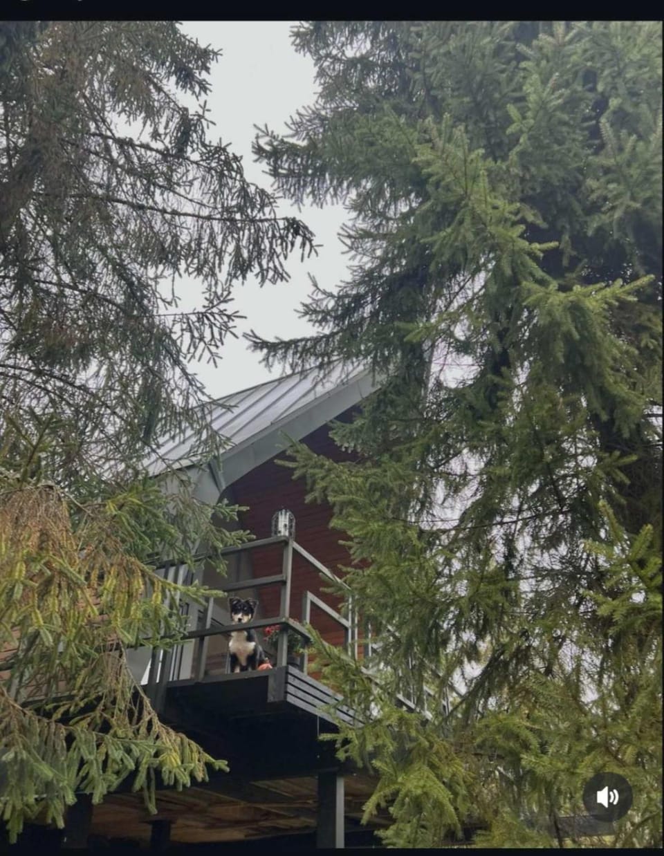 Property building, pet friendly