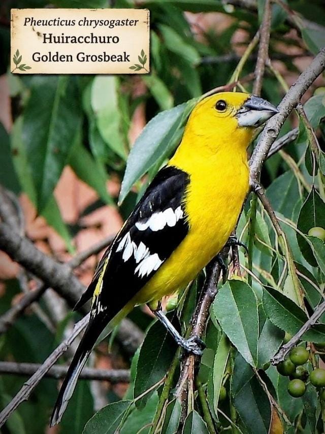 Hosteria Casa Silva Hotel in Quito