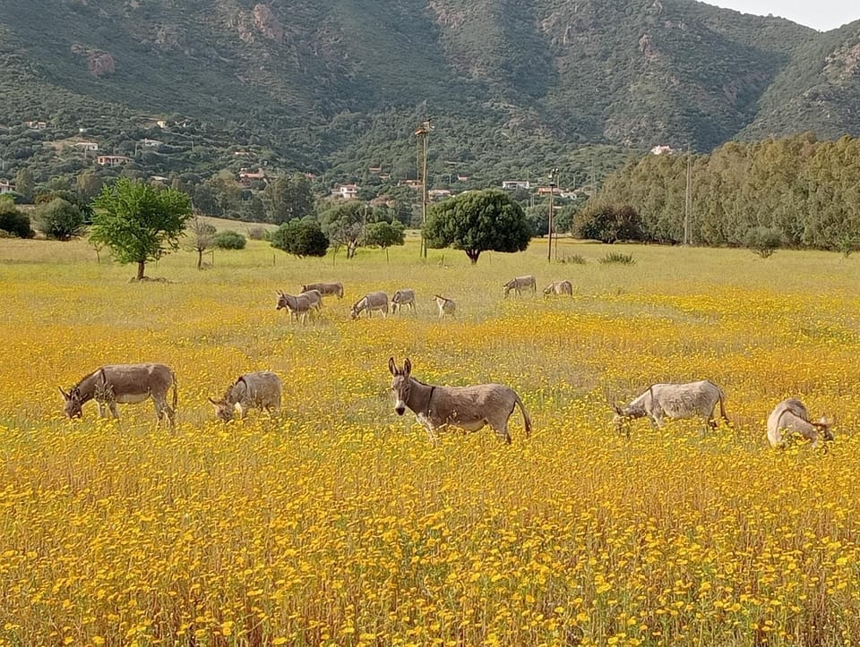 Natural landscape, Animals