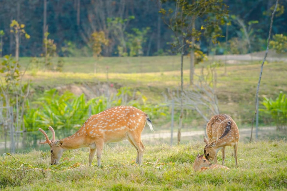 Animals