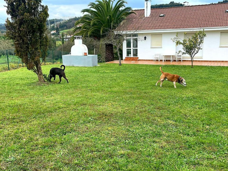 Off site, Garden, Pets