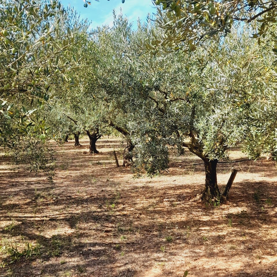 La Ferme des Oliviers House in French Riviera