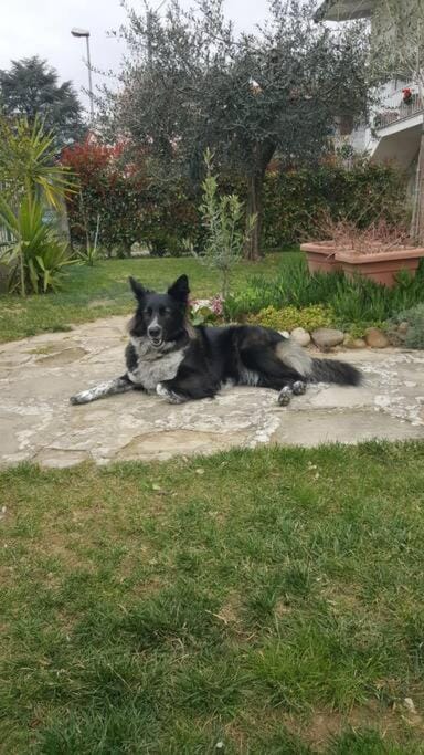 Garden, Pets, Garden view