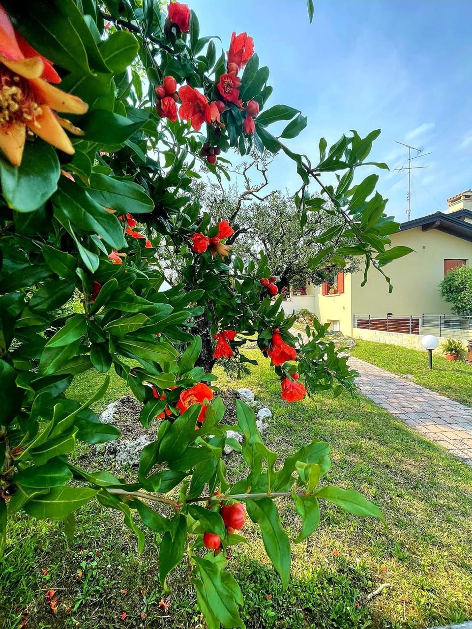 Garden view