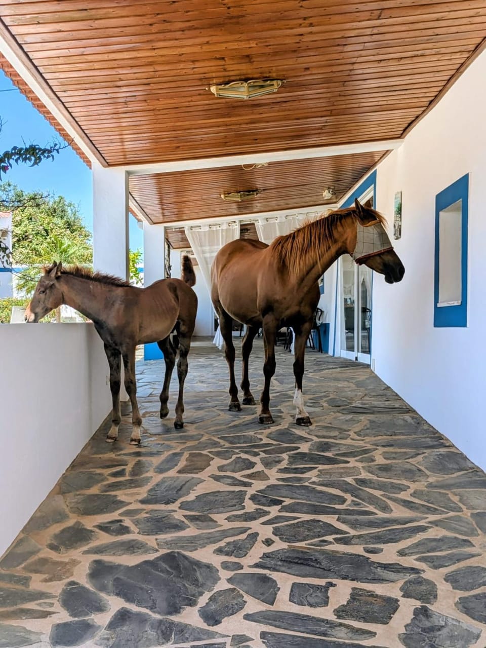 Animals