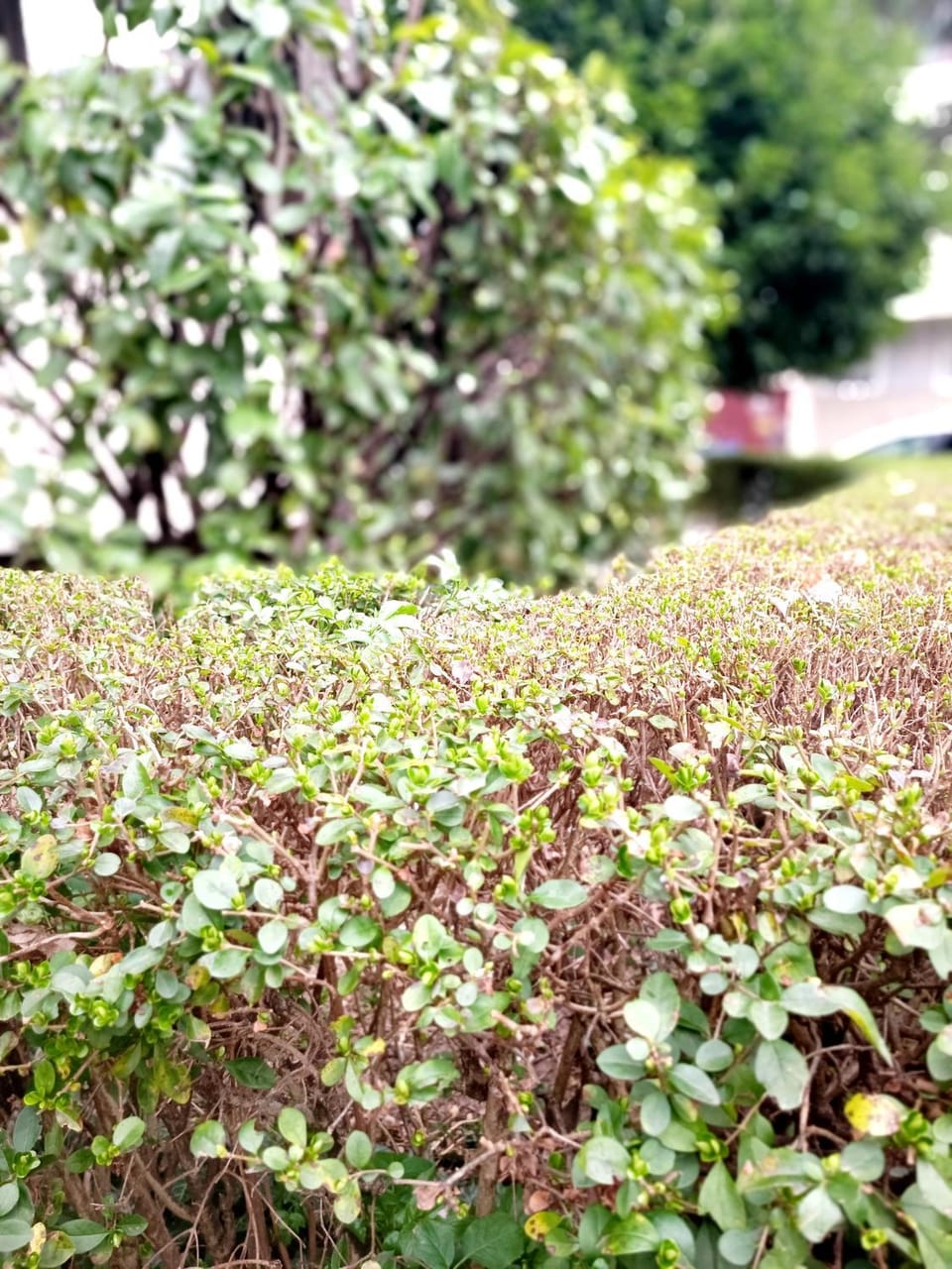 Natural landscape, Garden