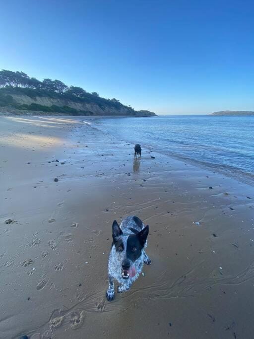 Salty Paws Dog Friendly Luxe Cottage House in San Remo