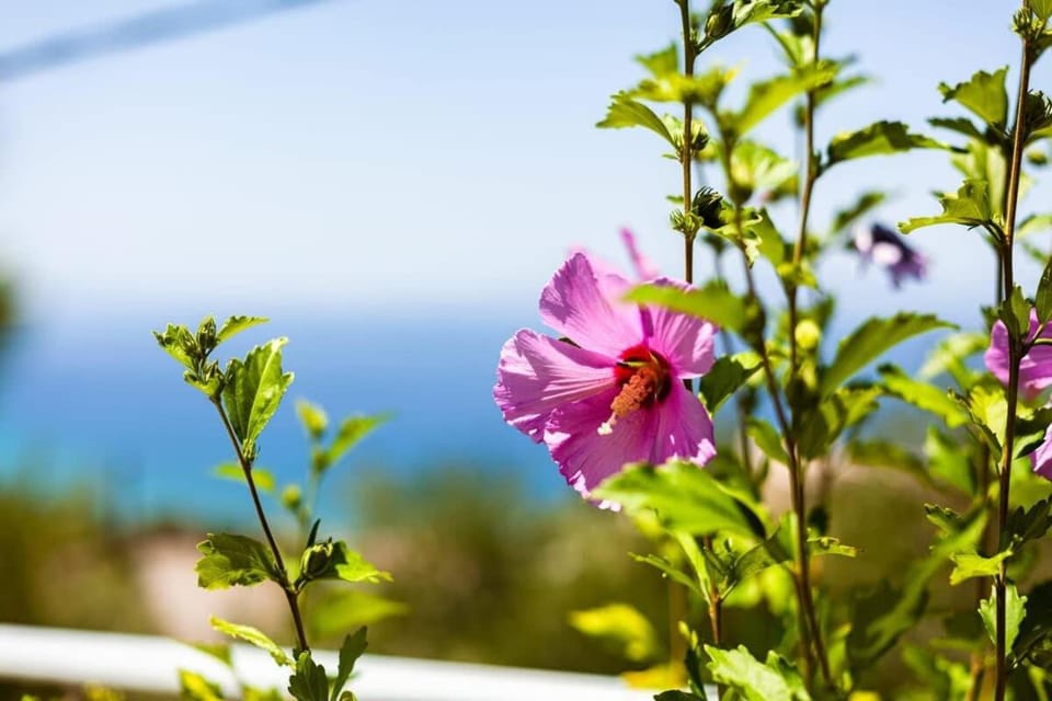 Spring, Garden